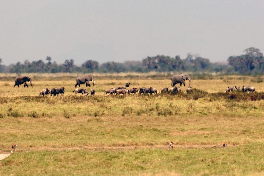 Kenia (147).jpg